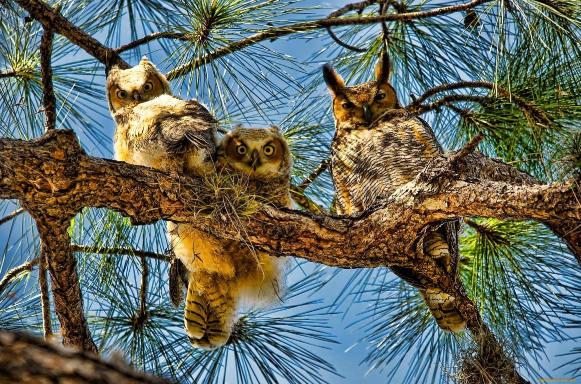 Рысь и Сова