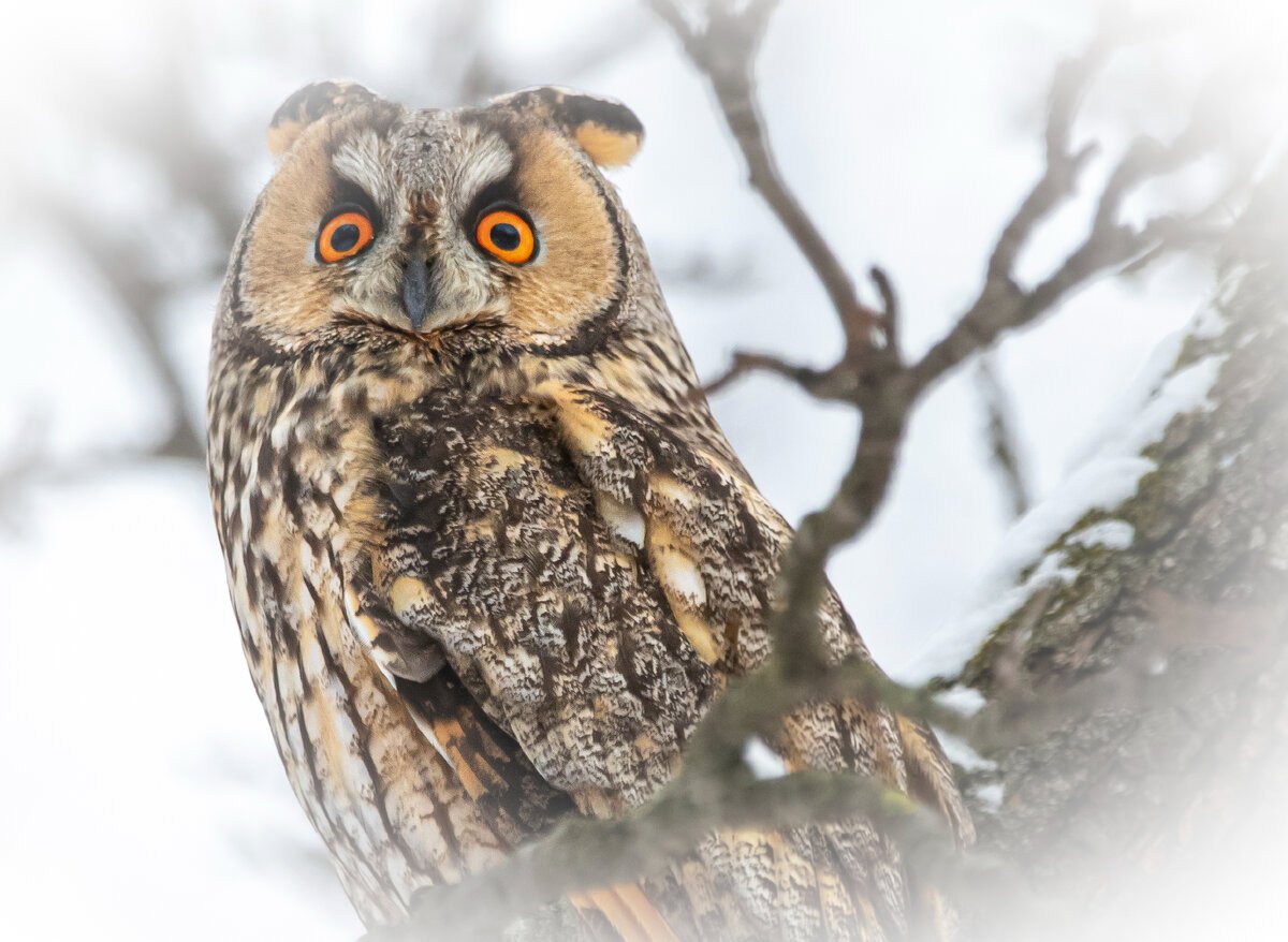 Ушастая Сова из красной книги