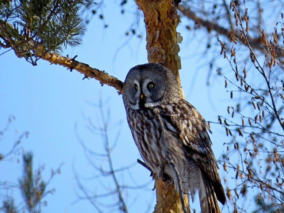 Бородатая неясыть