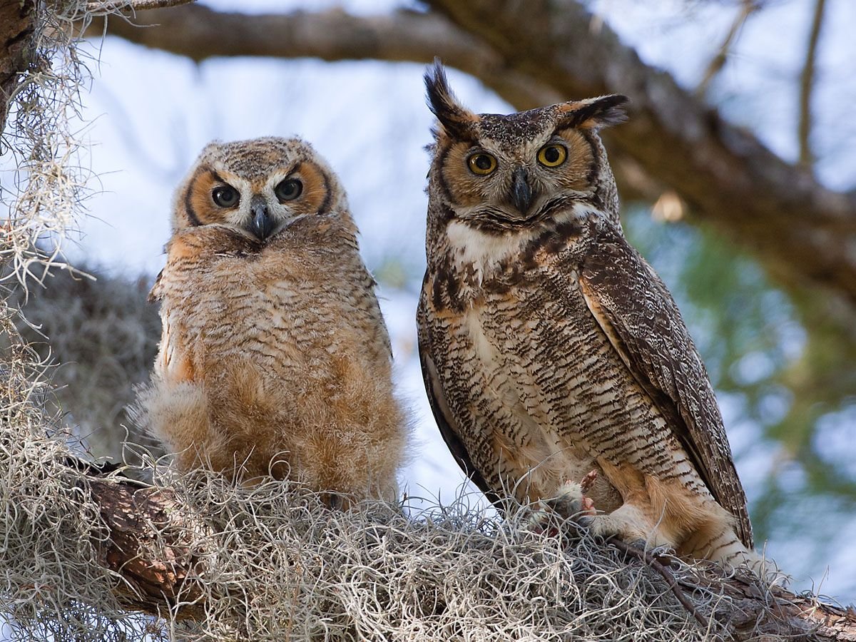 Great Horned Owl детеныш
