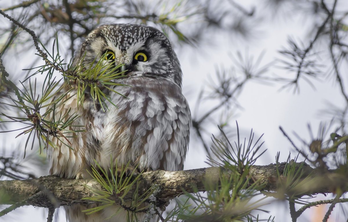 Филин в лесу