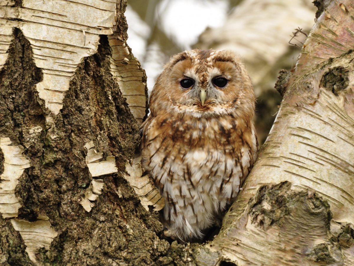 Сова неясыть птица