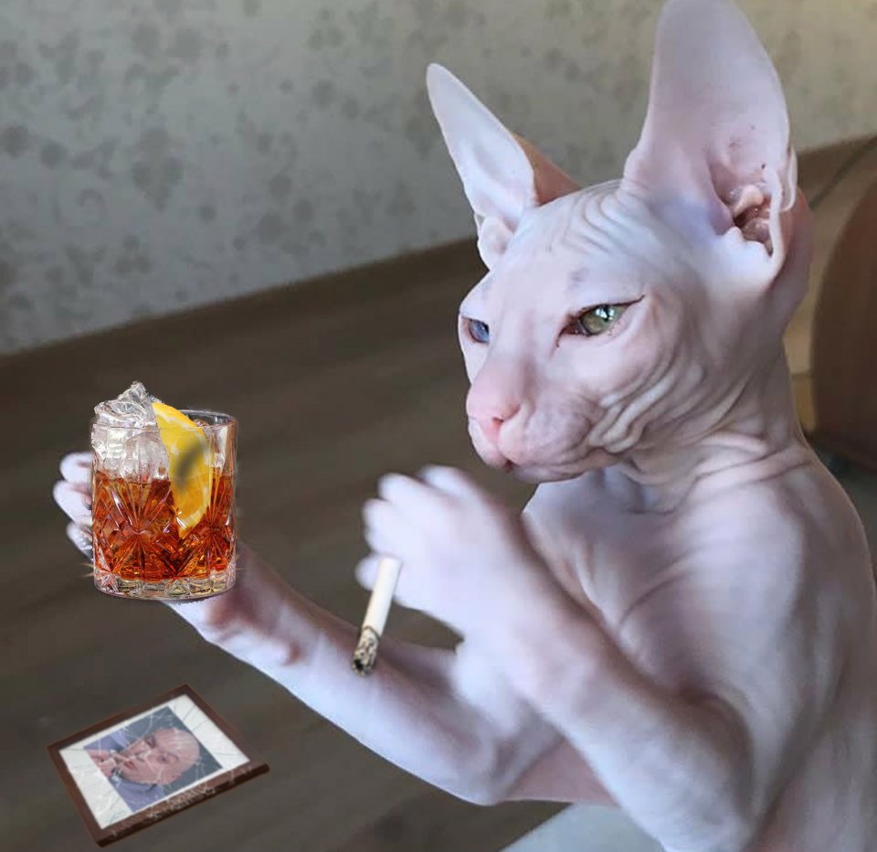 Смешные лысые коты