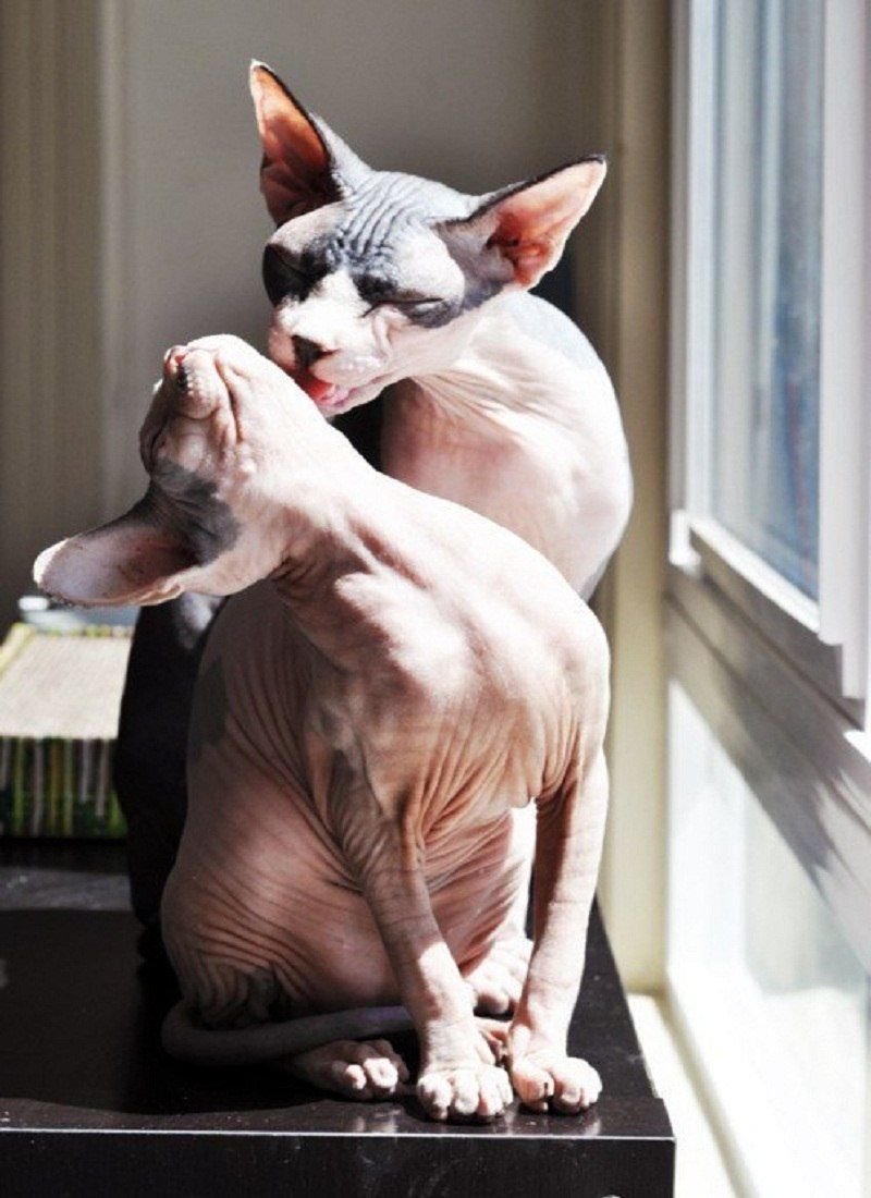 Сфинкс кошка