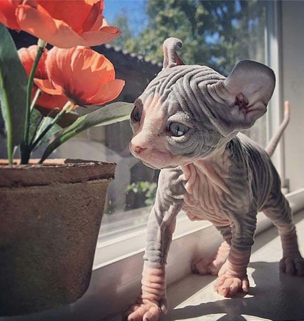 Смешные лысые коты