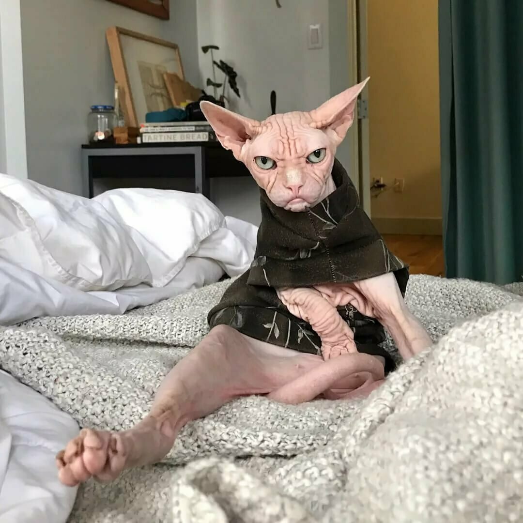 Смешной лысый кот