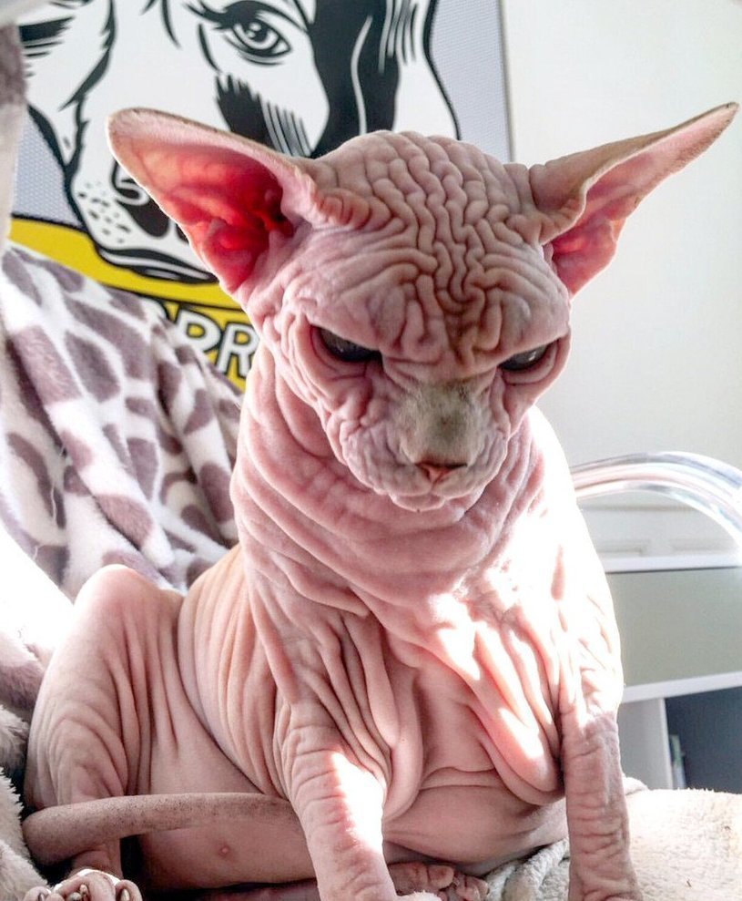 Кошка сфинкс умывается