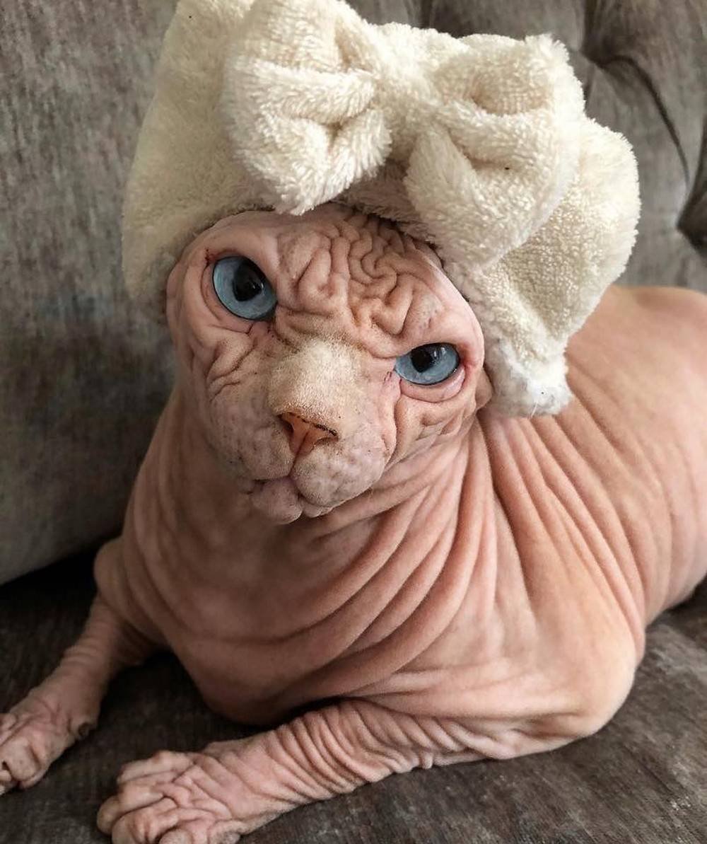 Кот сфинкс юмор