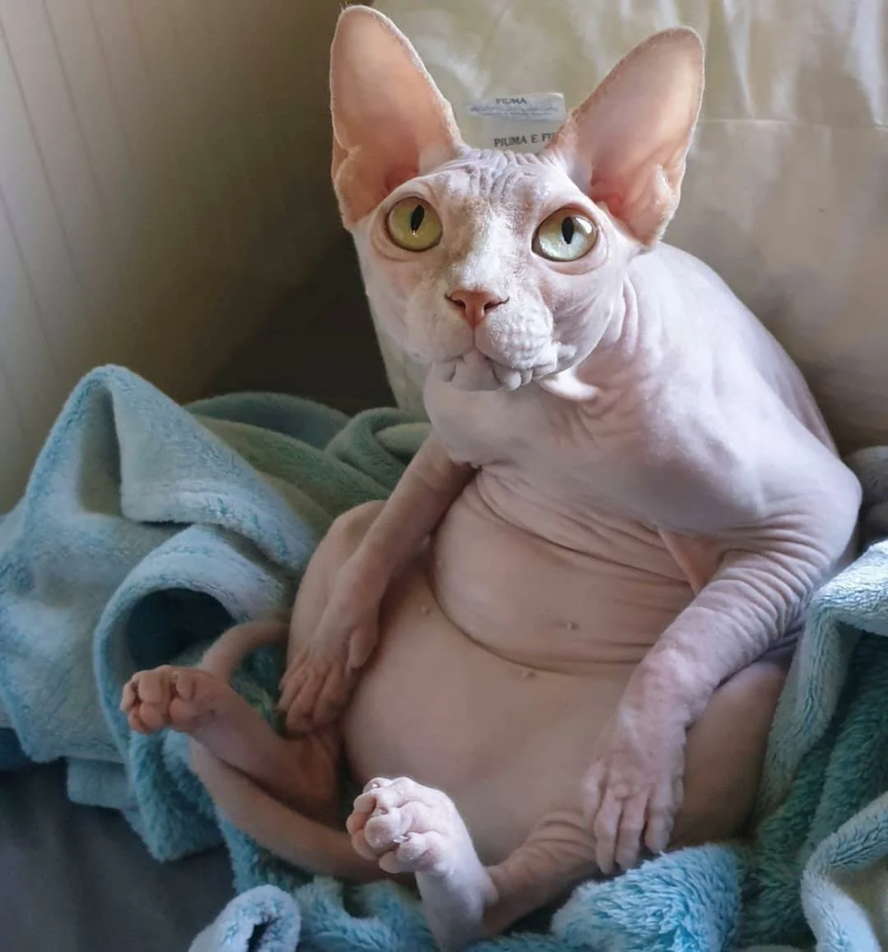 Прикольные сфинксы