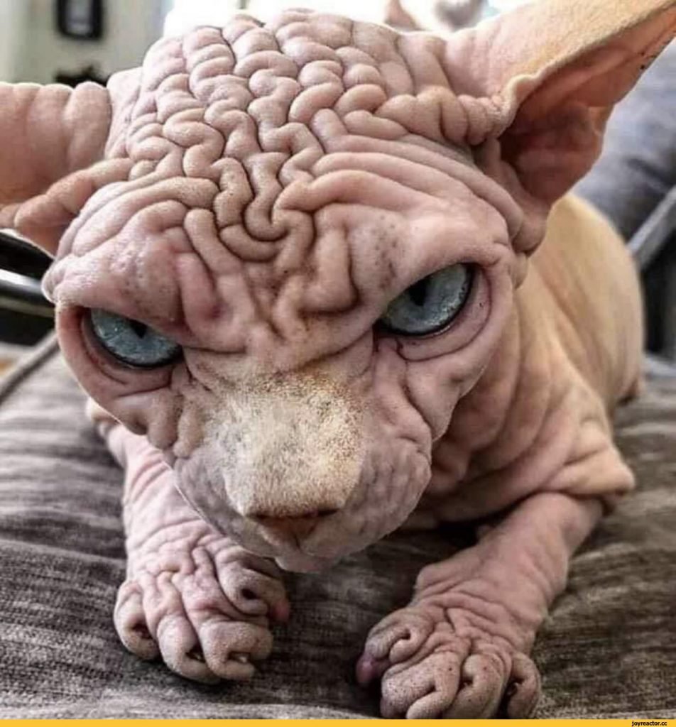 Самый морщинистый кот сфинкс
