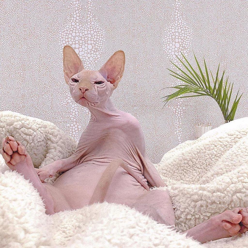 Лысые коты Донской сфинкс