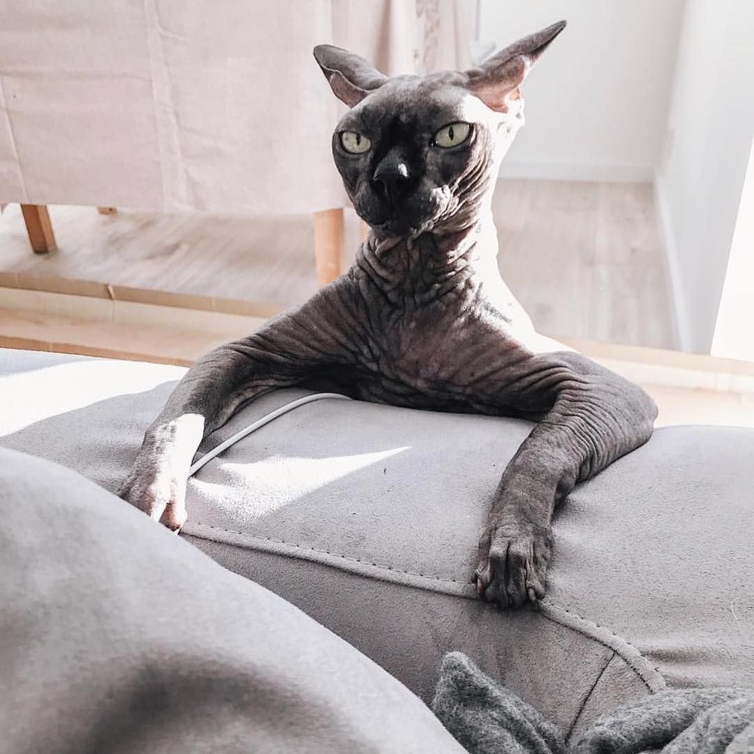 Забавные сфинксы