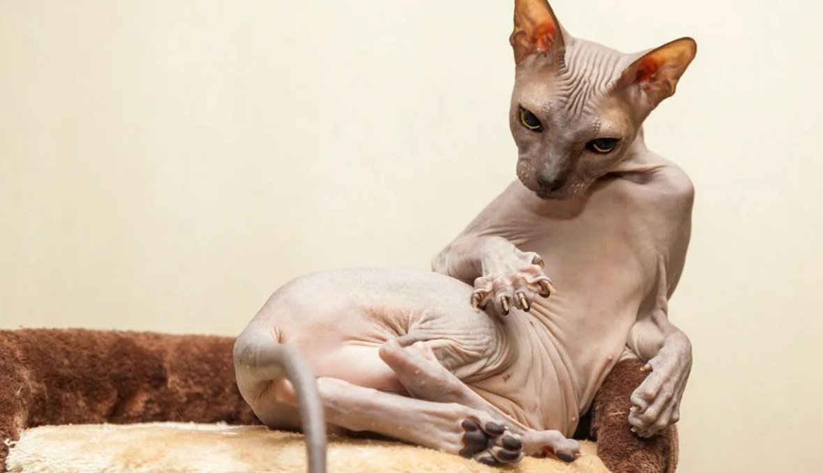 Донской сфинкс