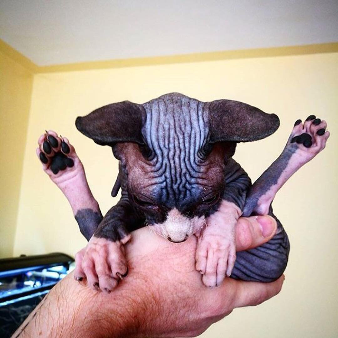 Приколы со сфинксами до слез