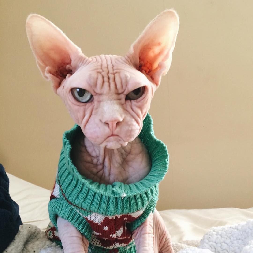 Смешные лысые коты