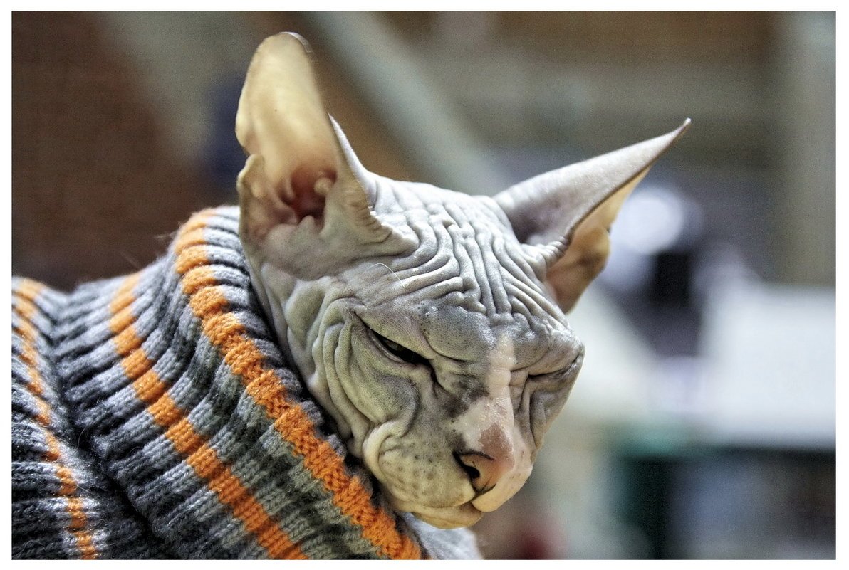 Сфинкс в свитере