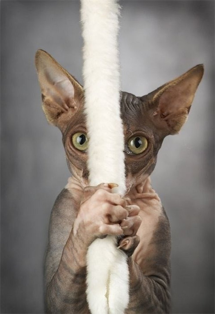 Приколы с котами сфинксами