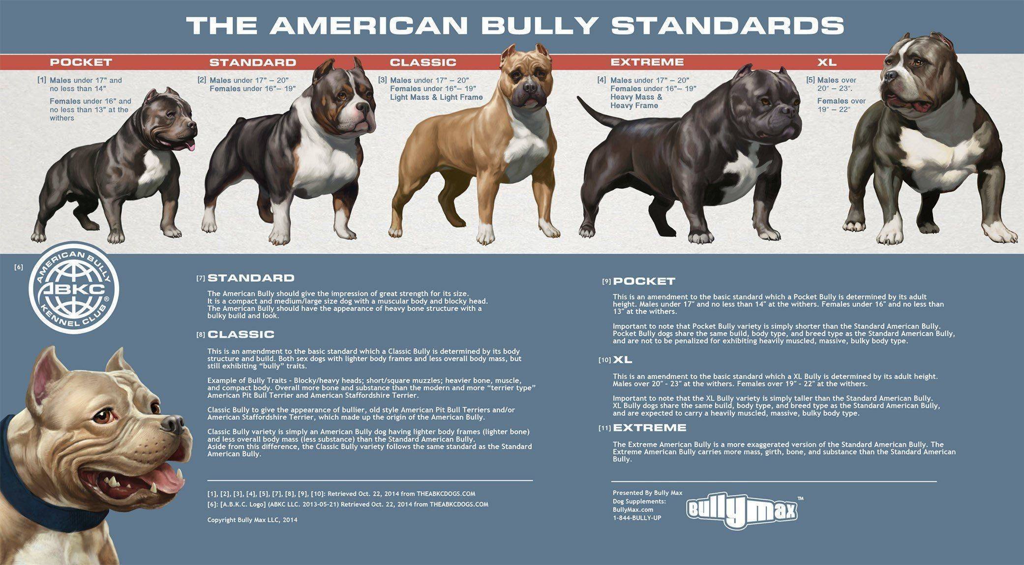 Американский булли размеры. Булли покет собака американский. Американский булли стандарт вес. Американский булли покет стандарт. Американский бульдог булли.