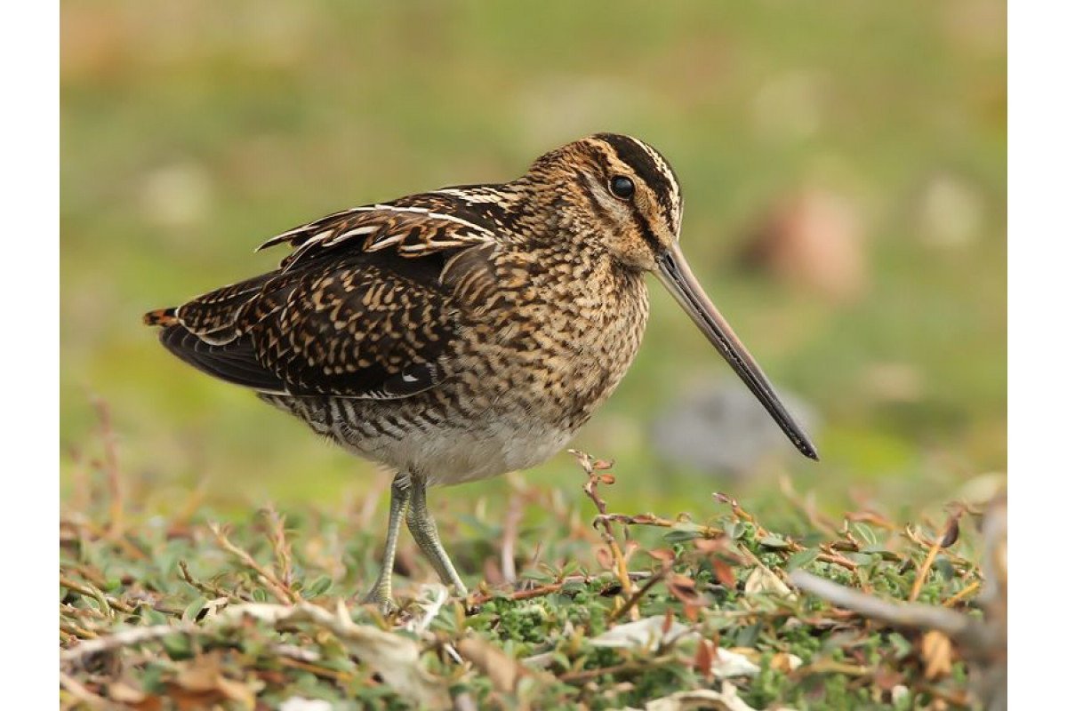 Кулик Бекас