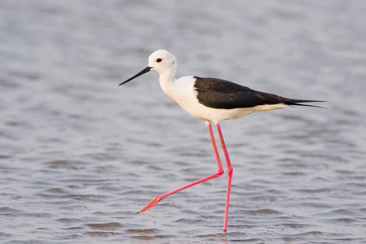 Кулик ходулочник