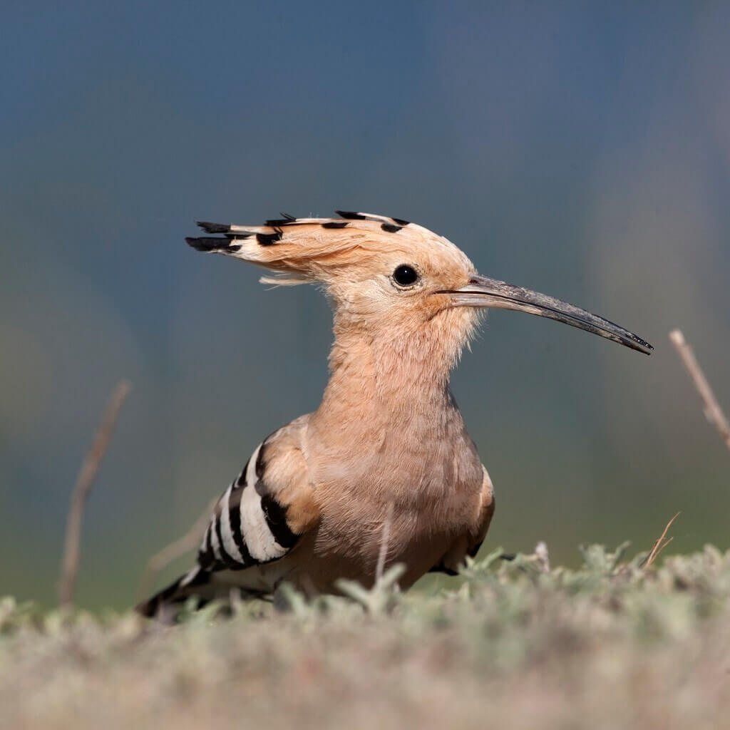 Удод Крымский