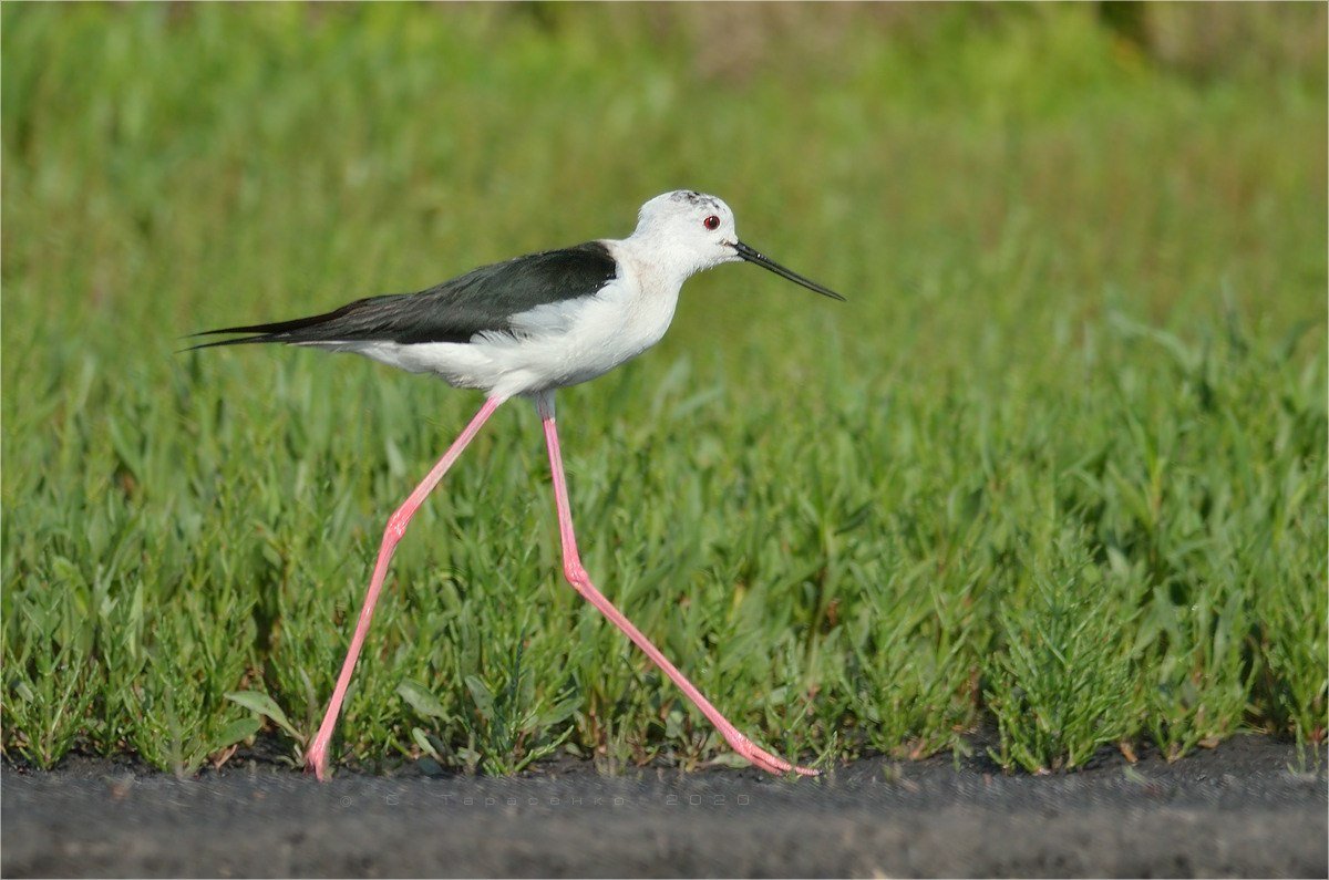 Австралийский ходулочник