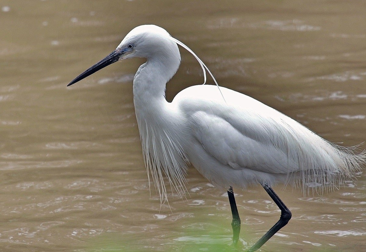 Астраханский заповедник малая белая цапля