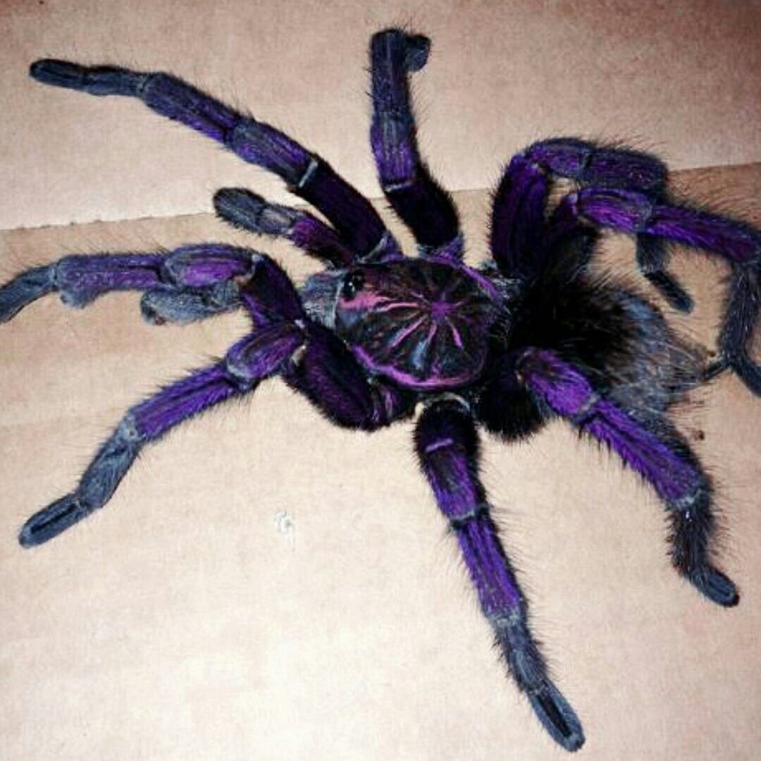 Розовый паук птицеед