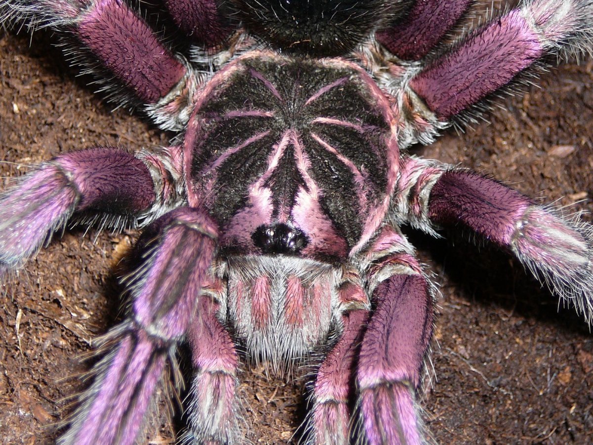 Тарантул птицеед