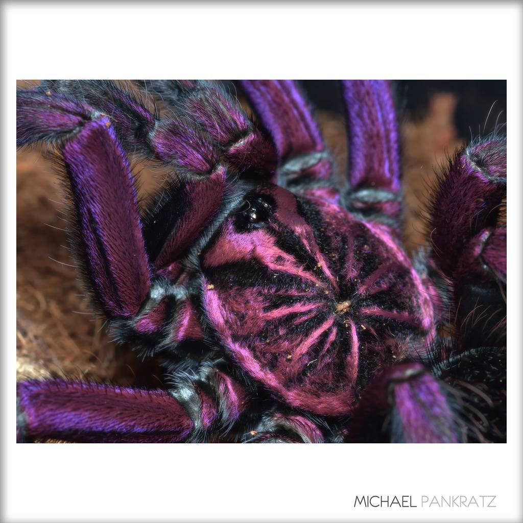 Розовый Тарантул птицеед