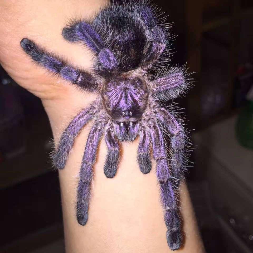 Avicularia purpurea