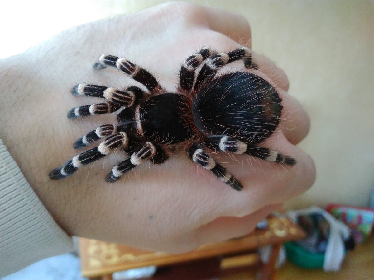 Белоколенный птицеед