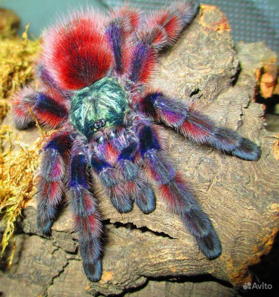 Паук птицеед Avicularia versicolor