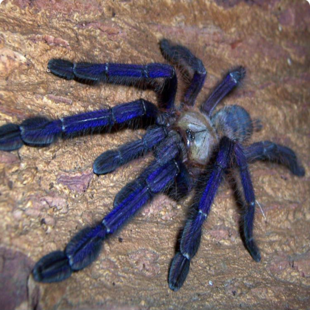 Cyriopagopus SP. Blue