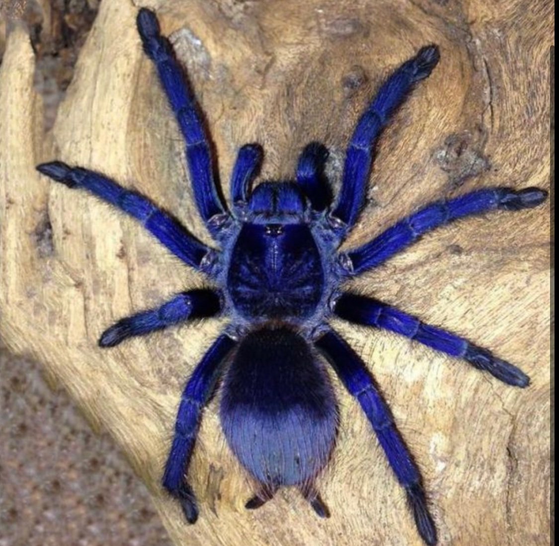 Синий птицеед Poecilotheria Metallica