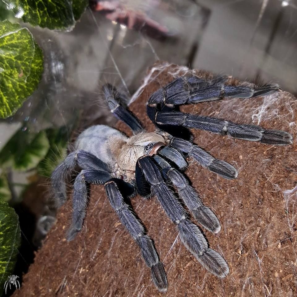 Cyriopagopus SP. Hati