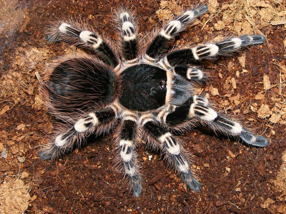 Паук птицеед Acanthoscurria geniculata