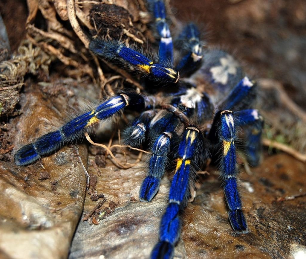 Паук птицеед Poecilotheria Metallica