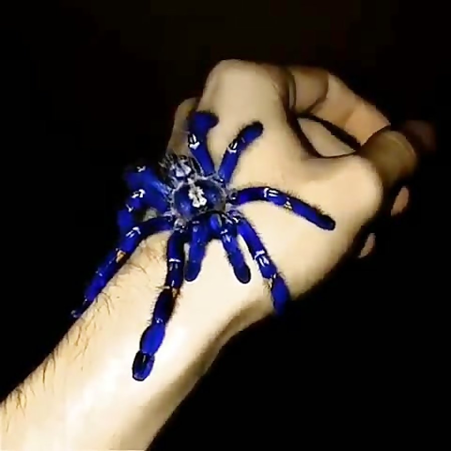 Poecilotheria Metallica укус