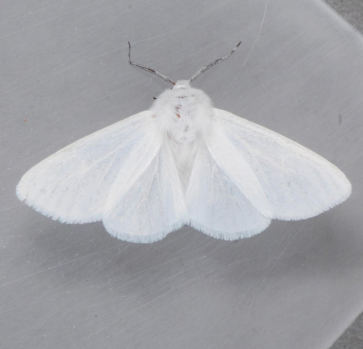 Белый мохнатый мотылек
