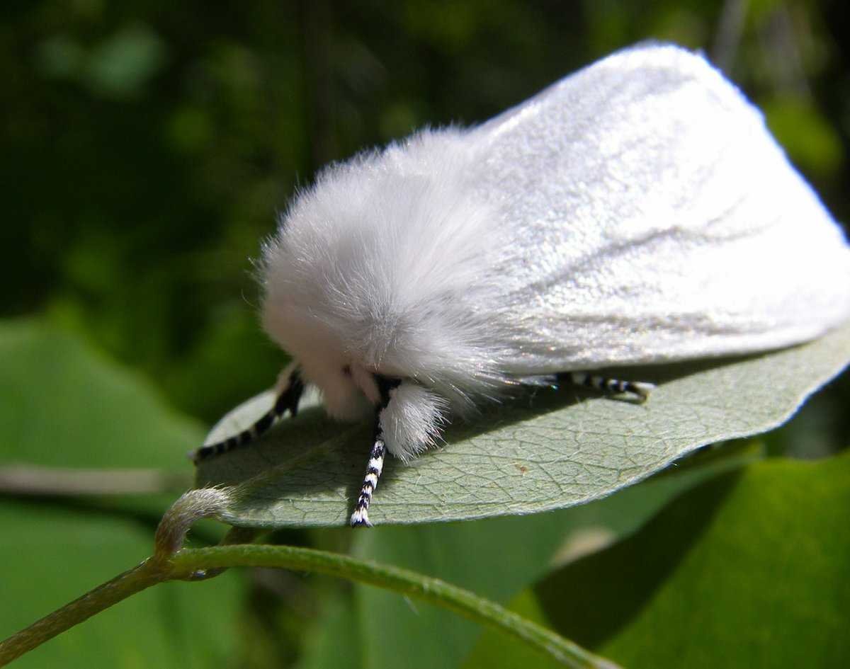 Арктическая волнянка