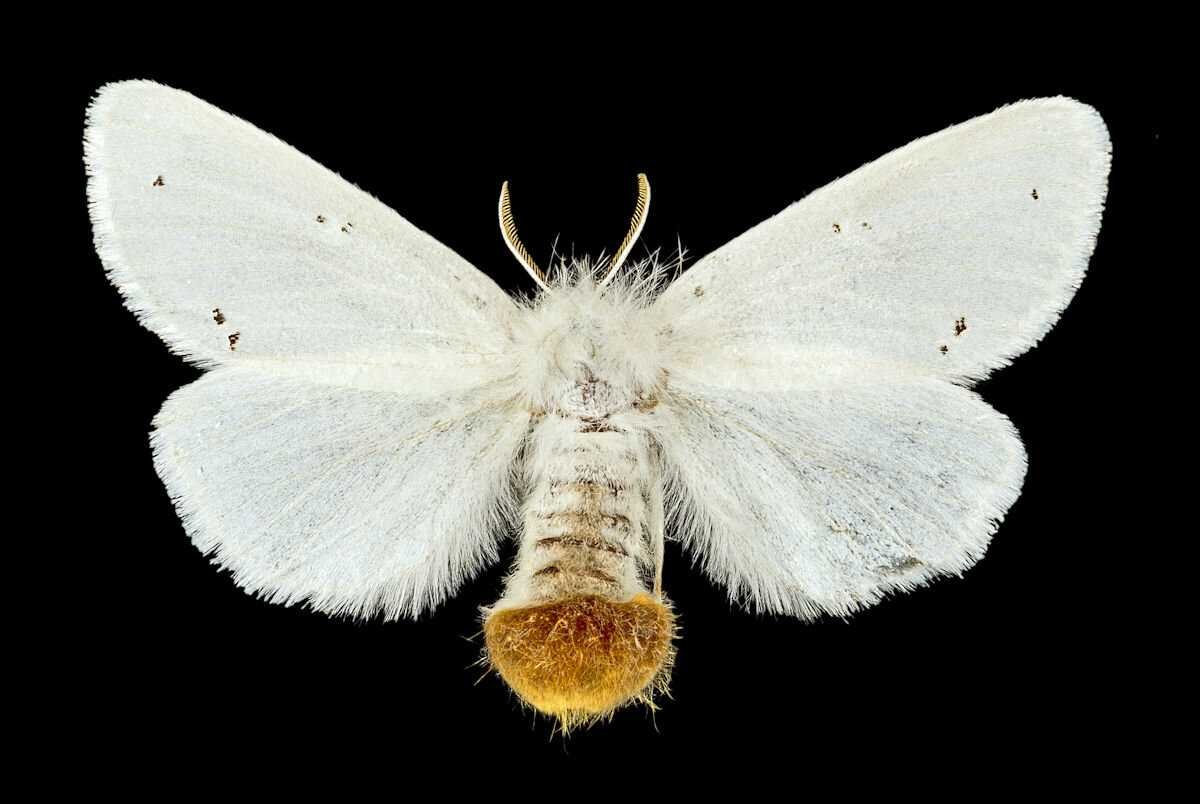 Златогузка гусеница и бабочка