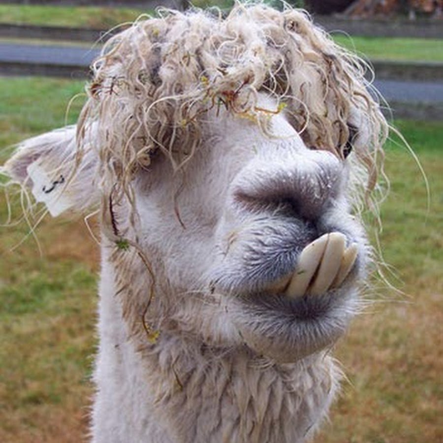 Кривозубая альпака