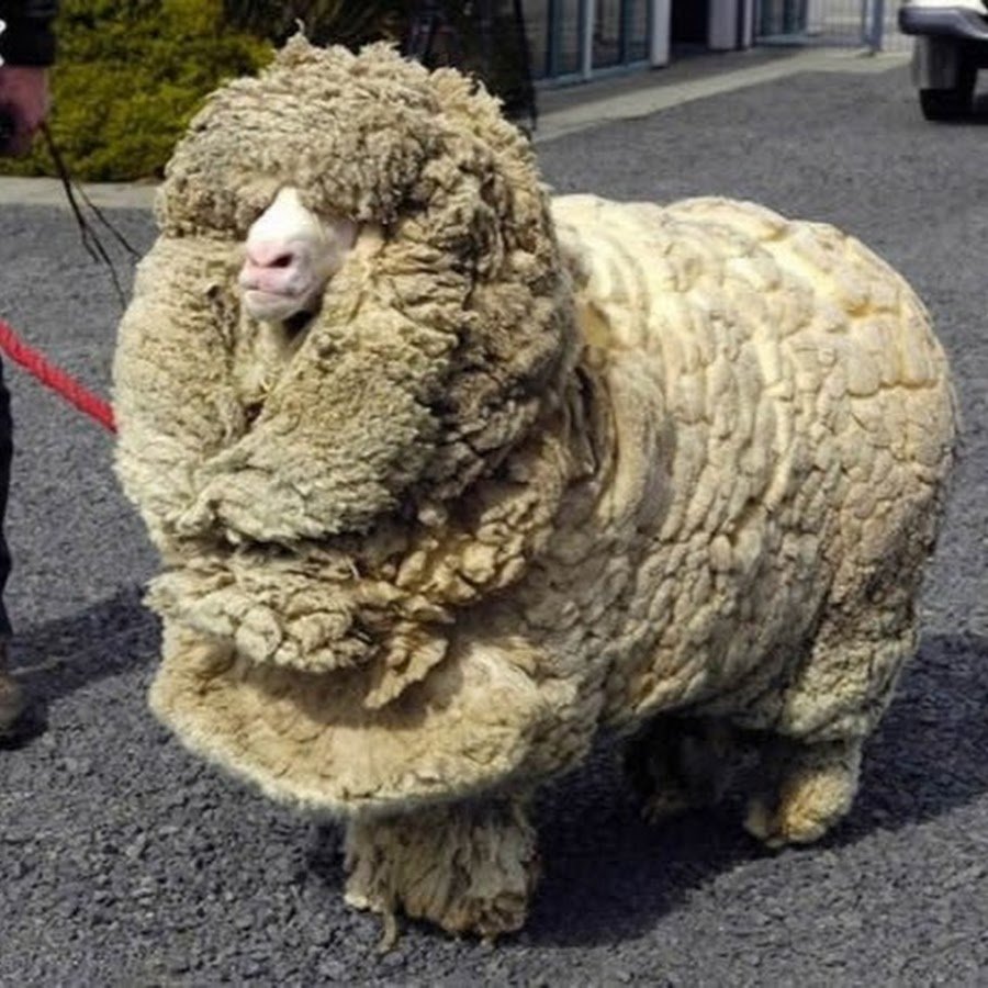 Стрижка овец