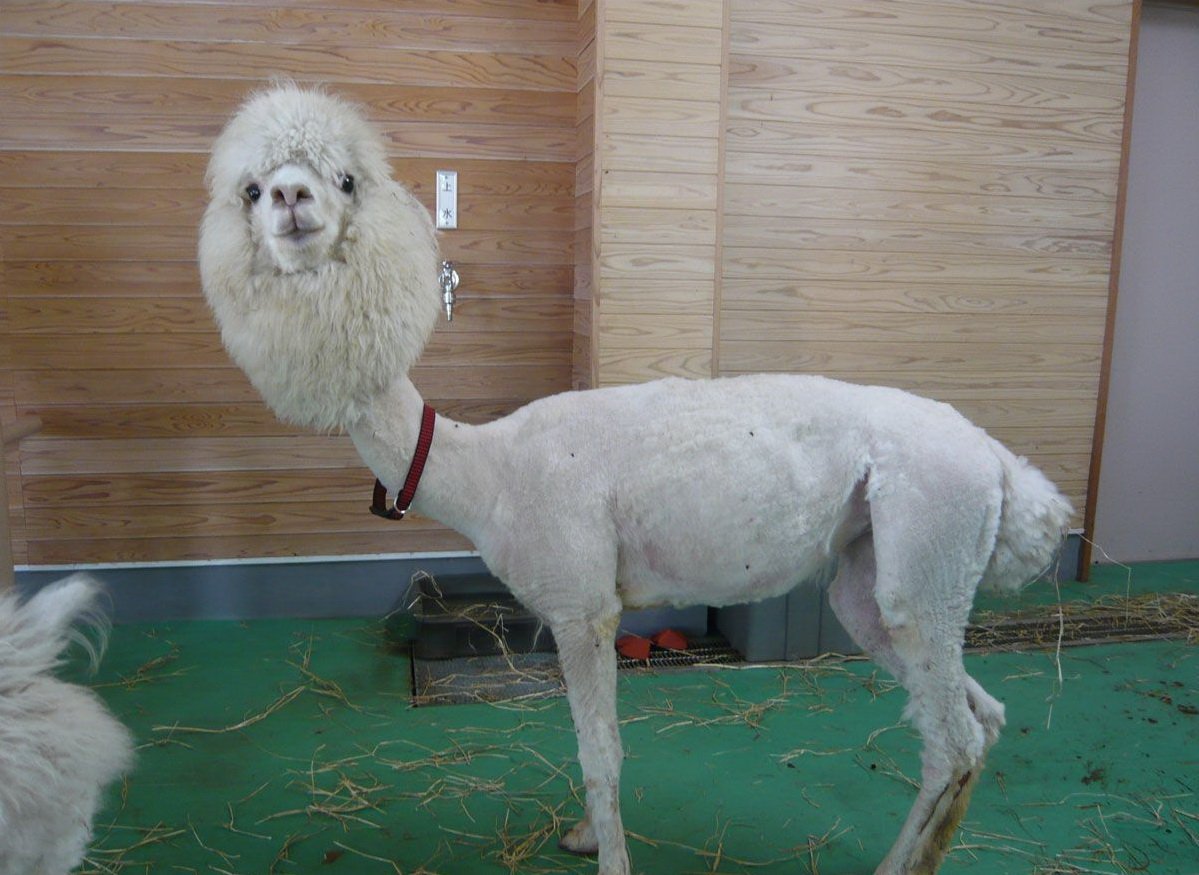 Лысая пудель