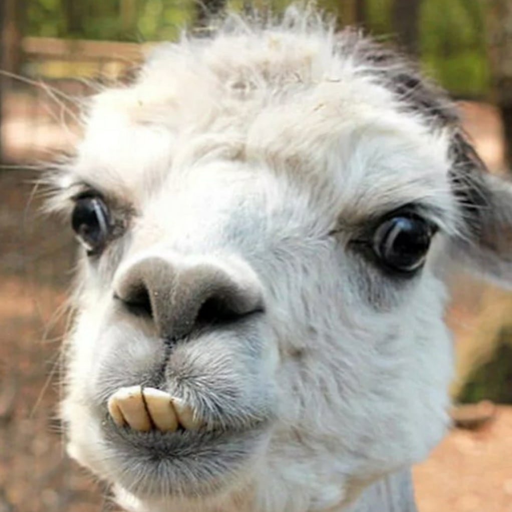 Страшная лама