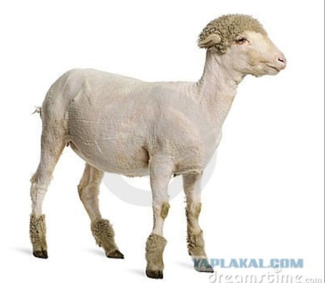 Лысый барашек