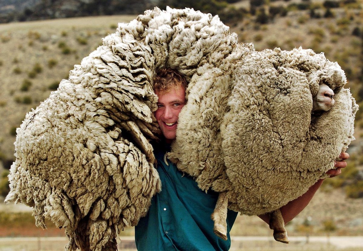 Баран 27 кг шерсти