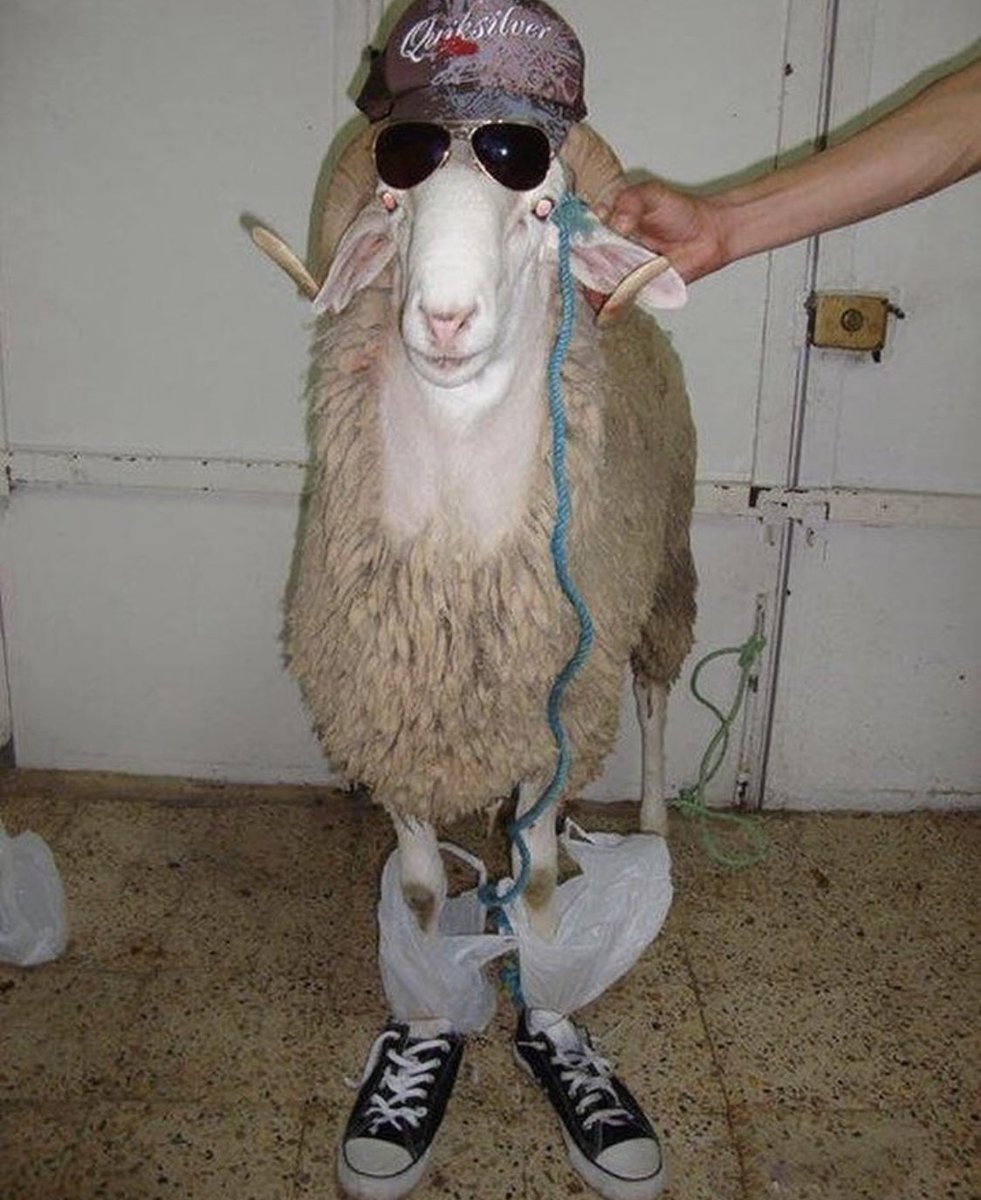 Смешной баран