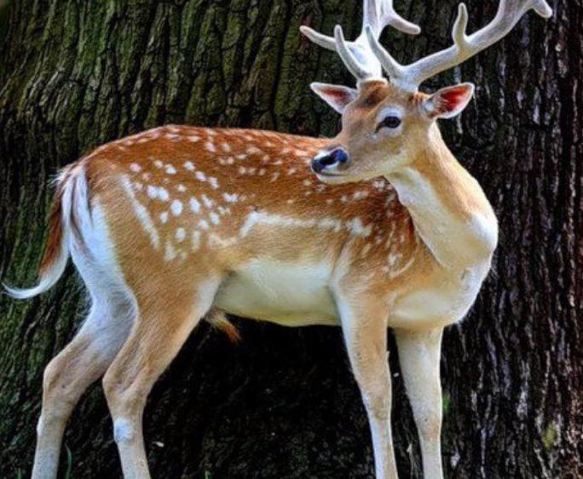 Лазовский заповедник пятнистый олень